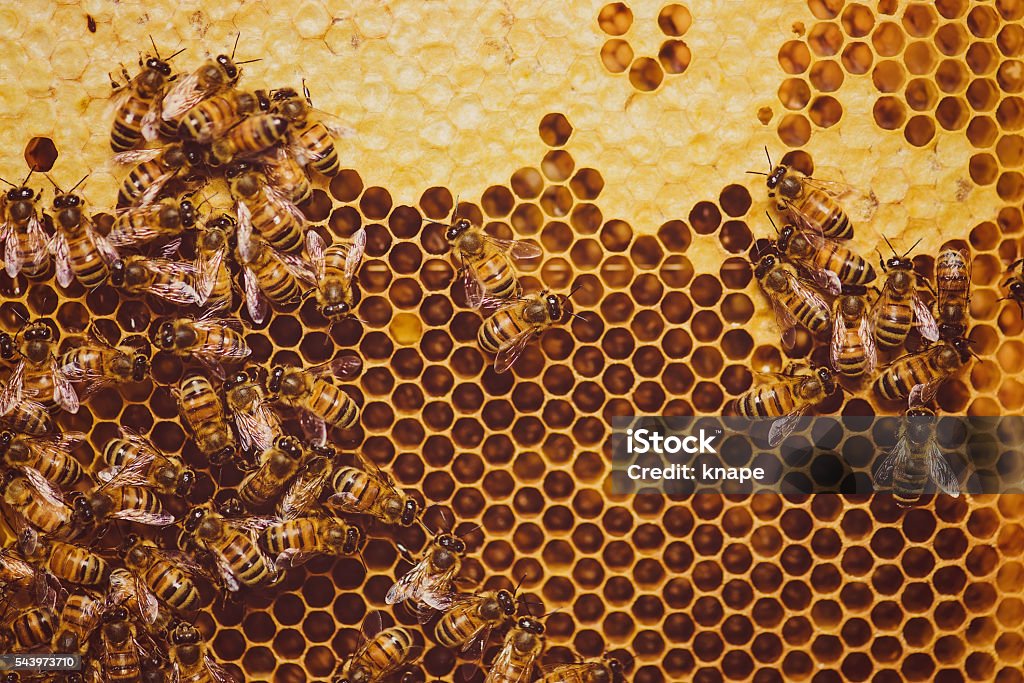 Bees feeding cells with honey honeycomb Bees feeding cells with honey Bee Stock Photo
