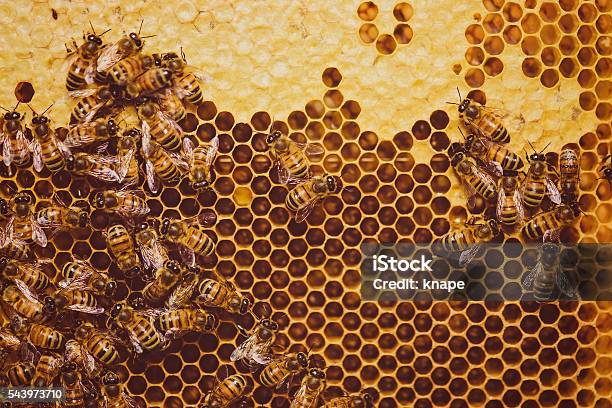 Bees Feeding Cells With Honey Honeycomb Stock Photo - Download Image Now - Bee, Honey, Honeycomb - Animal Creation