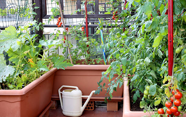 istock watering can and pots with plants of tomatoes 543974052