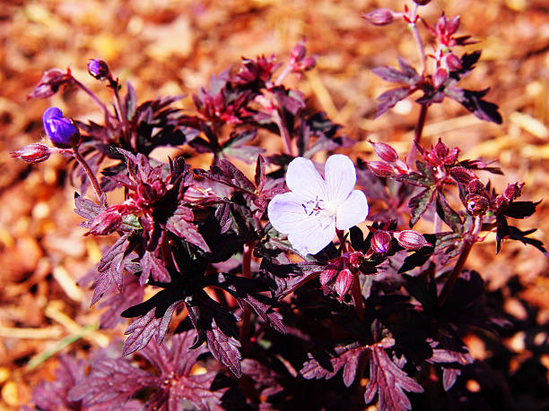 geranium pratense 'dark reiter' - geranium pratense imagens e fotografias de stock