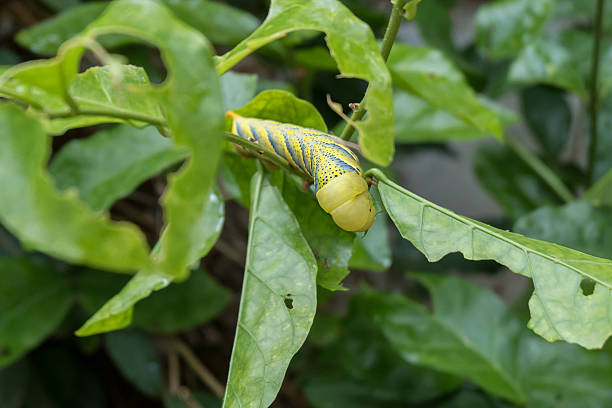 istock The big caterpillar eating jasmine leaf 543975204