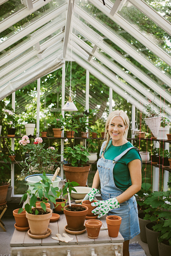 Woman gardening in greenhouse replanting plant