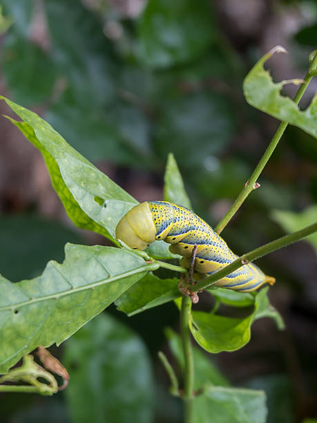 istock The big caterpillar eating jasmine leaf 543975520