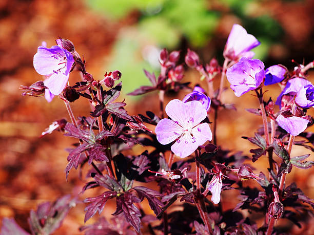 geranium pratense 'dark reiter' - geranium pratense imagens e fotografias de stock