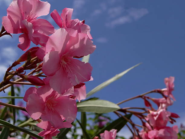 istock pink flower on background of blue sky 543975890