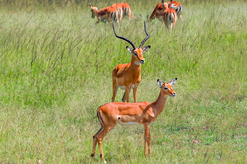 Impala herd at savannah at Masai mara / Male and Females