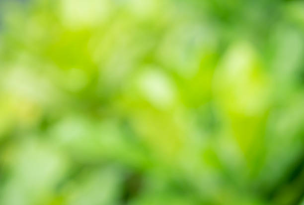 istock beautiful green leaves on blur background 543977218