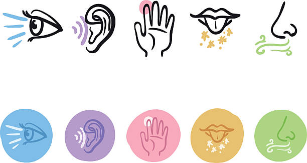 ilustraciones, imágenes clip art, dibujos animados e iconos de stock de conjunto de iconos de cinco sentidos - human ear