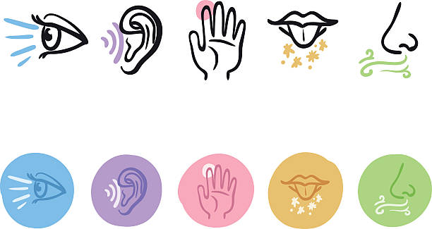 Five senses icon set hand drawn icon set of the five senses sensory perception stock illustrations