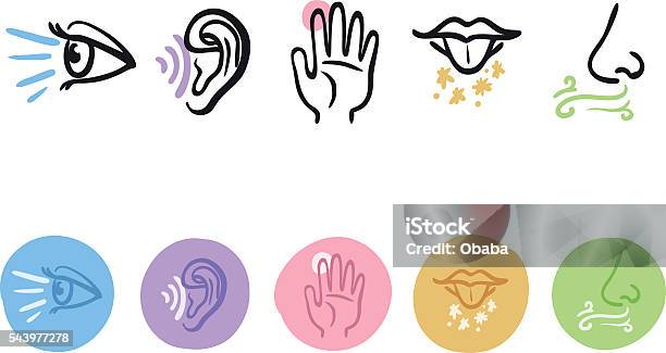 Five Senses Icon Set Stock Illustration - Download Image Now - Sensory Perception, Icon Symbol, Listening