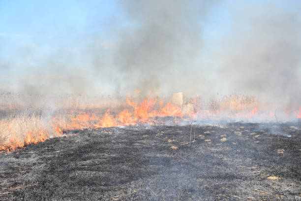 istock Burning dry grass and reeds 543977816