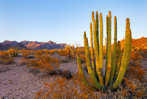 de cactus del desierto de arizona - organ pipe cactus fotografías e imágenes de stock