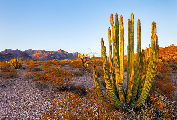 istock Organ Pipe Cactus in Arizona Desert 543978092