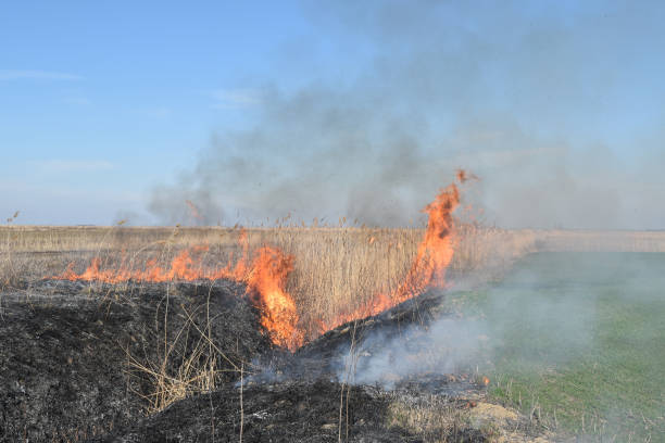 istock Burning dry grass and reeds 543978130