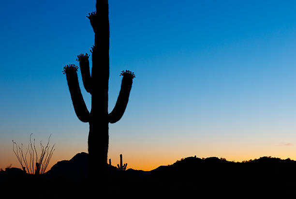 Saguaro Cactus Silhouette  