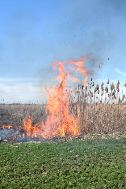 istock Burning dry grass and reeds 543978396