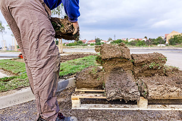 istock Unrolling grass, applying turf rolls for a new lawn 543978498