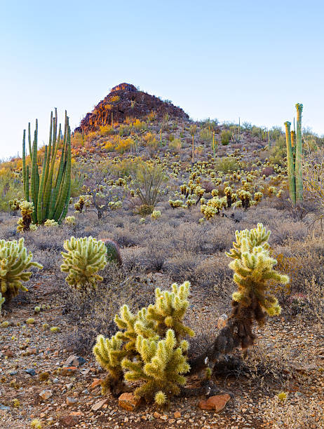 istock Cholla and Organ Pipe Cactus in Arizona Desert 543978768