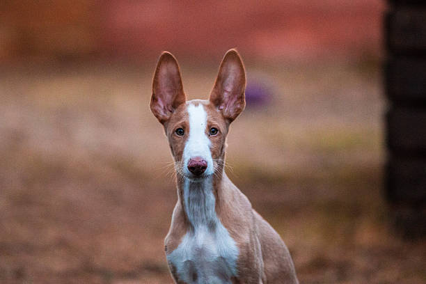 cucciolo di cane di ibiza - podenco foto e immagini stock