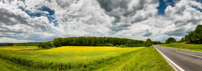 Panoramic Image of a Canola Field under Summer Sky