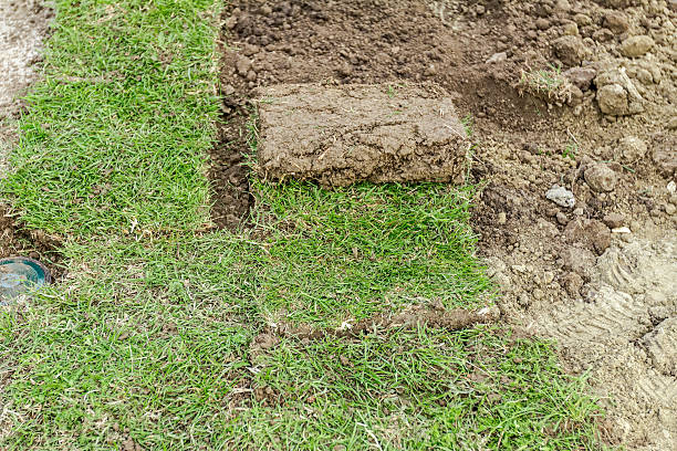 istock Partially placed sod for new lawn, unrolling grass 543980192
