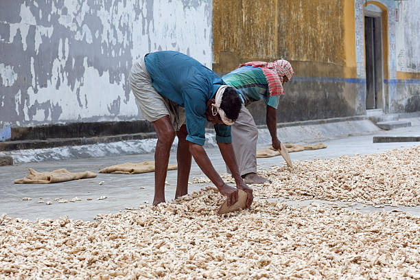 Ginger workers in Kerala, India Kochi, India - January 22, 2016: Ginger workers laying out ginger into piles at old ginger factory in Fort Cochin, Kerala. spicery stock pictures, royalty-free photos & images