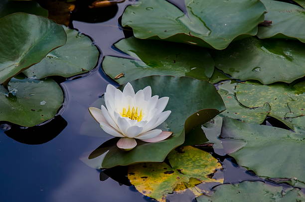 istock Water-lily blossom in lake 543983186