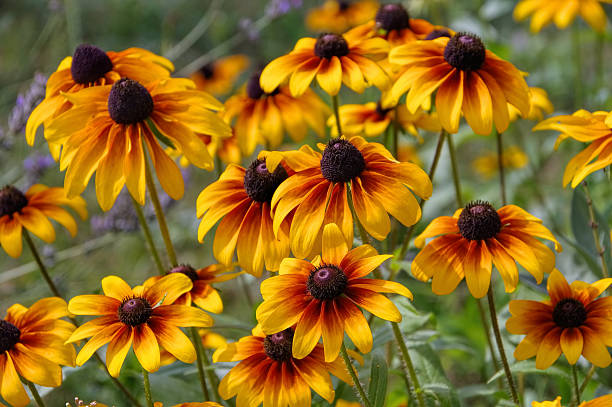 istock black-eyed Susan flower 543983840