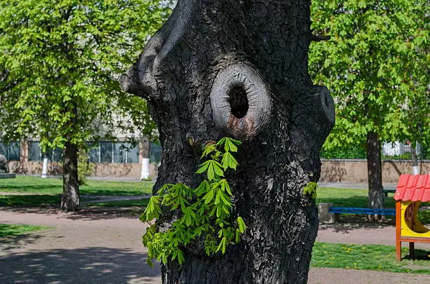 Photo of Background of new sprout twig over horse-chestnut tree bark