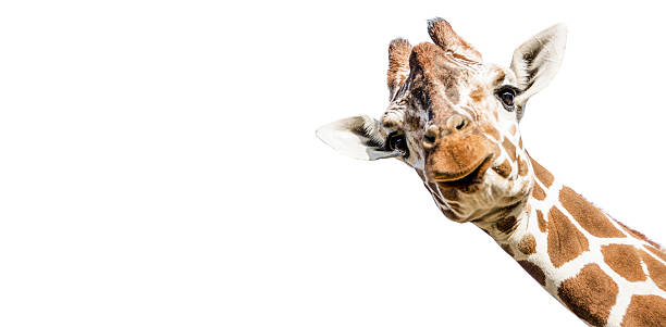 자르다 주시나요 기린과 백색 배경 위 - safari safari animals color image photography 뉴스 사진 이미지