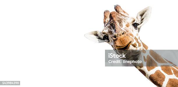 Cut Out Giraffe On White Background Stock Photo - Download Image Now - Giraffe, Cut Out, White Background