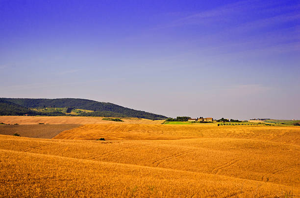 ferme dans un champ de blé mûr - organic horizon over land horizontal crop photos et images de collection