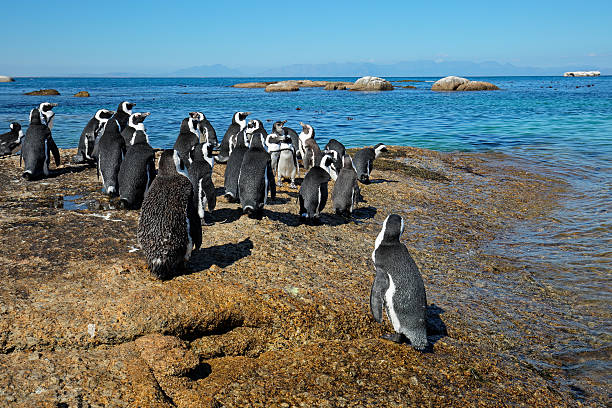 istock African penguins on coastal rocks 543984428