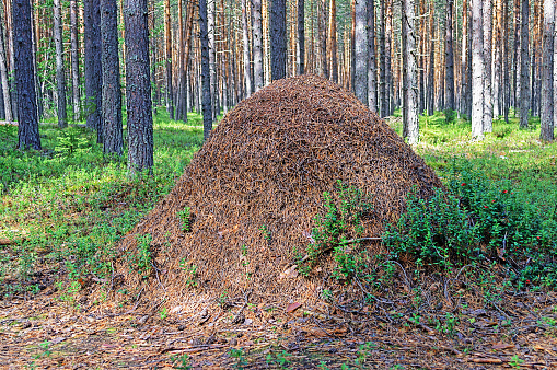 Big ant hill in the woods
