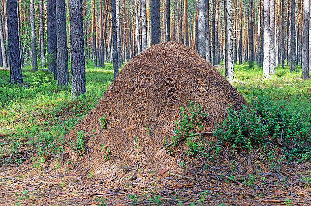 Big ant hill in the woods stock photo