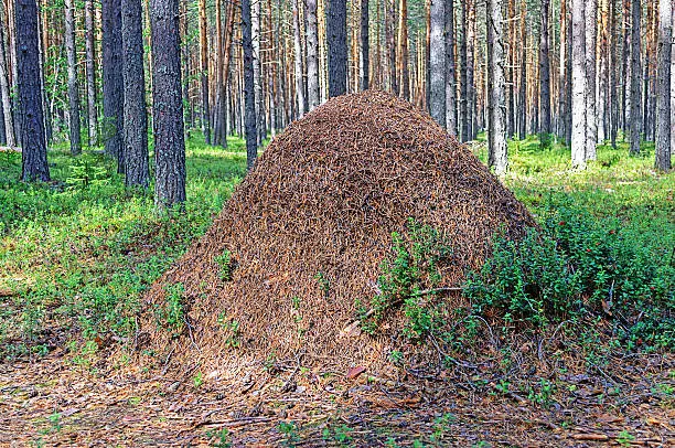 Big ant hill between pine trunks in summer forest