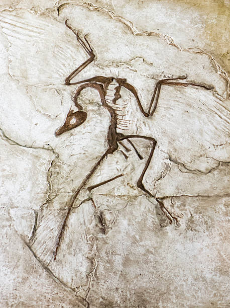 istock Fossil of prehistoric bird 543984510