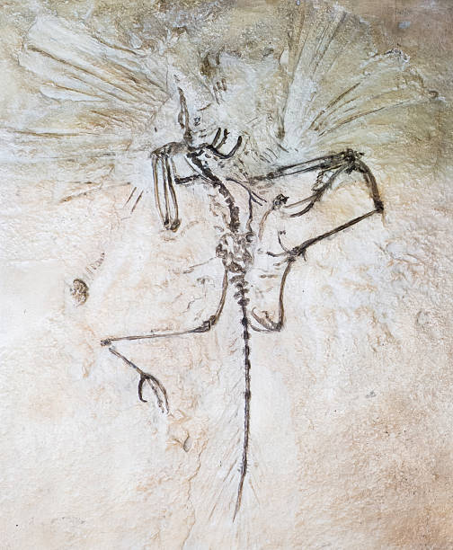 istock Fossil of prehistoric bird 543984542