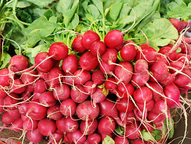 istock Red radish on market. 543984706