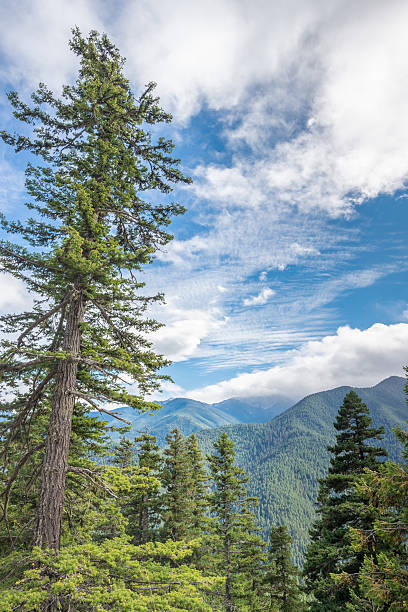istock Hurricane Ridge Road View, Olympic National Park, WA 543985076