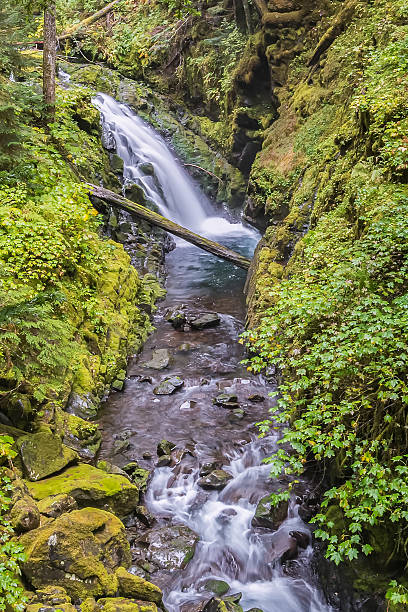 istock Cascades, Sol Duc River, Olympic National Park, WA 543985148