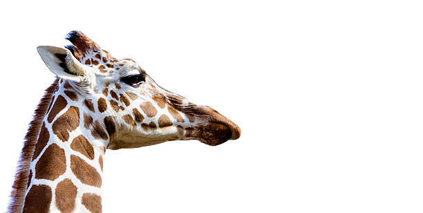 istock Proud Giraffe, closeup on white bacground 543985390