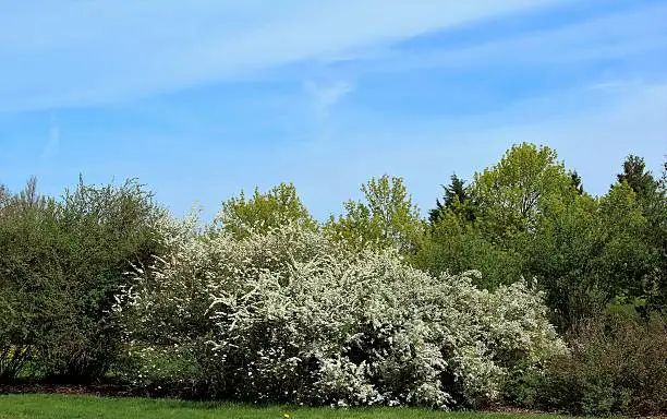 Photo of Spiraea in spring