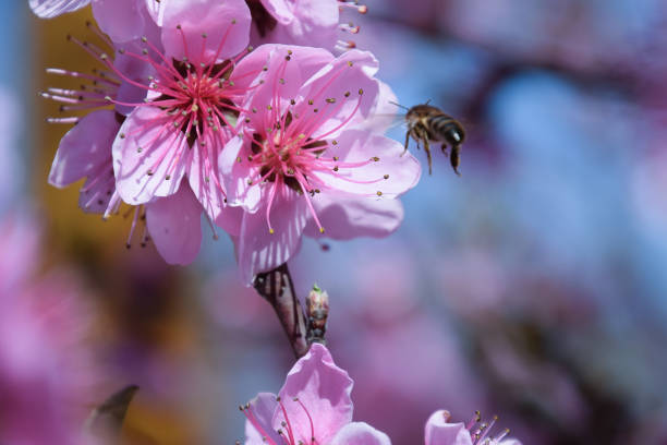 istock Pollination of flowers by bees peach. 543986062