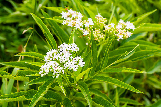 kwiatostan kwiatowy - sambucus ebulus l.. - exfoliating scrub exfoliation beauty treatment flower part zdjęcia i obrazy z banku zdjęć