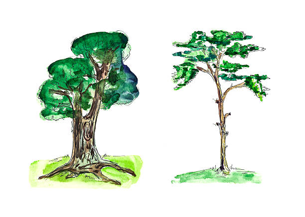 istock Oak and Pine trees watercolor painting 543986226