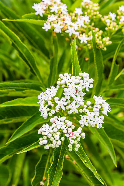 istock Flower inflorescence of Sambucus ebulus. 543986404
