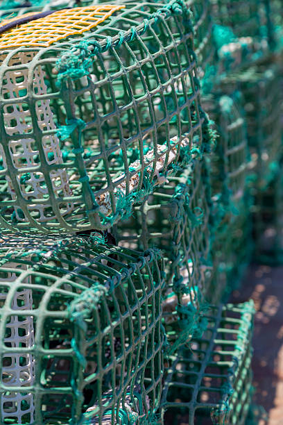 istock square green crab traps in marine 543986716