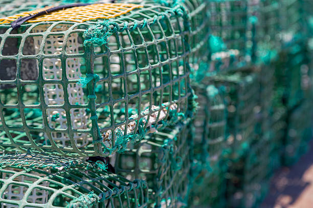 istock square green crab traps in marine 543986776