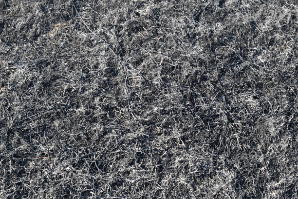 istock Background from the ashes of the burnt grass 543987282